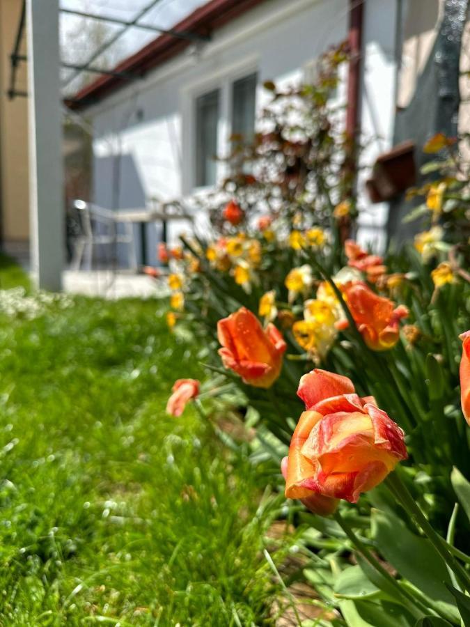 Apartmani Emily & Jully Nikšić Bagian luar foto